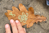 Spangle Wasps 